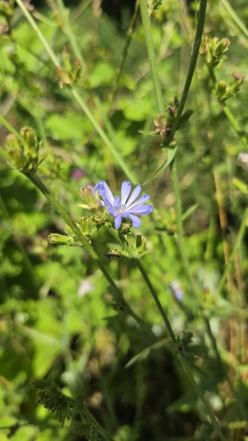 Blaue Blüte der Gemeinen Wegwarte, auch Wilde Wegwarte genannt