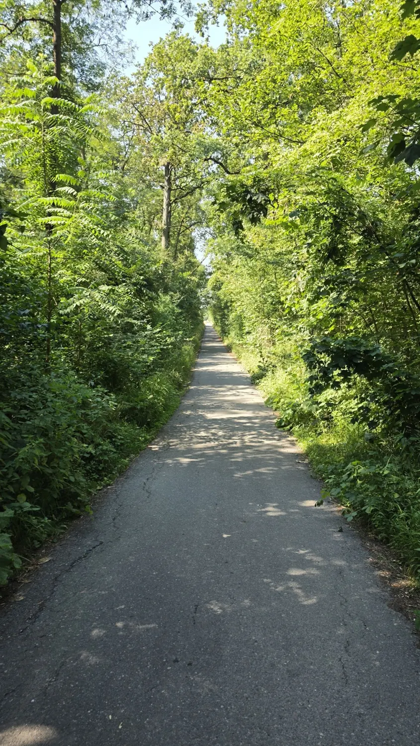 Ein Weg führt durch dichtes Grün