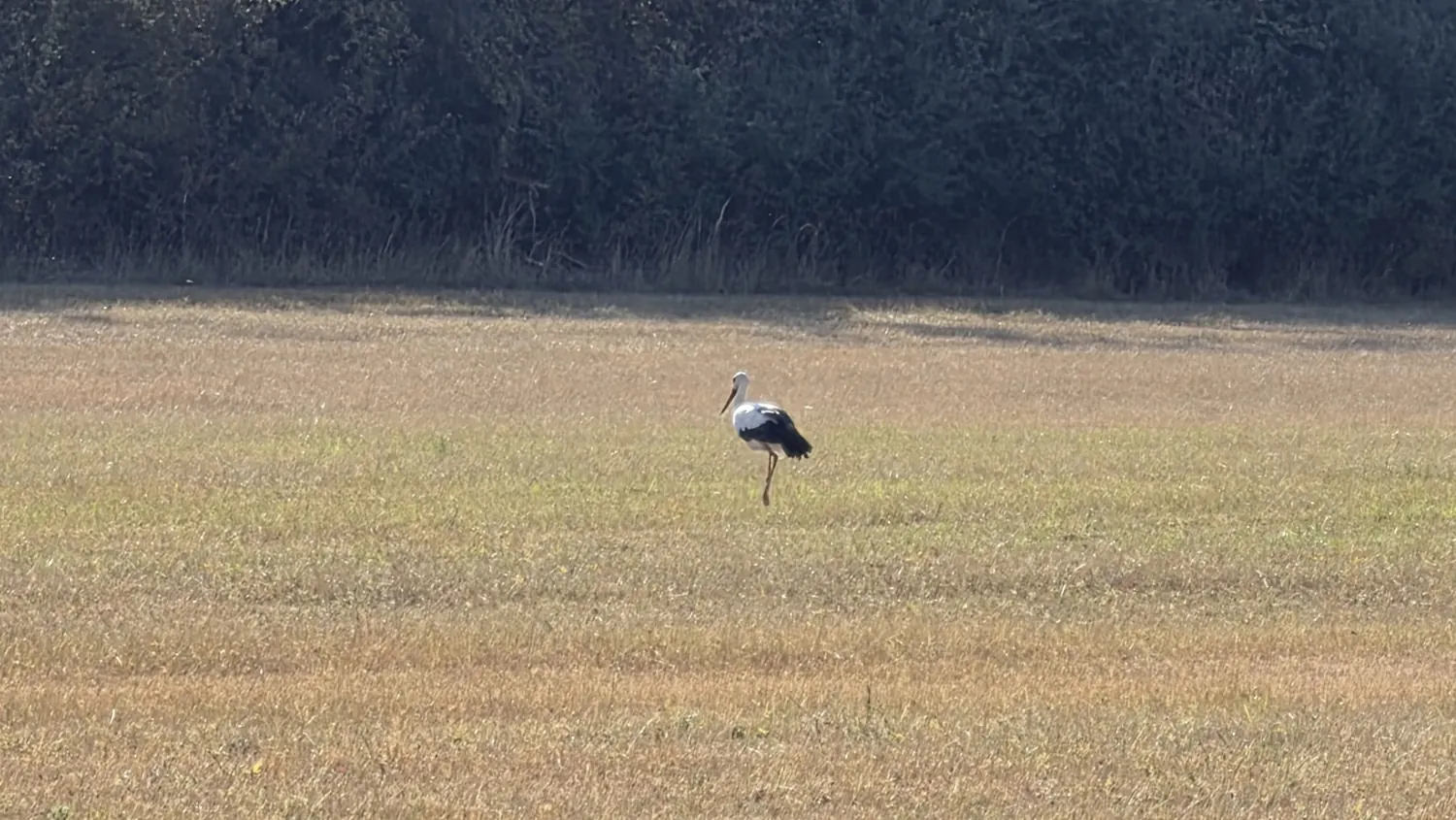 Storch auf einer Wiese